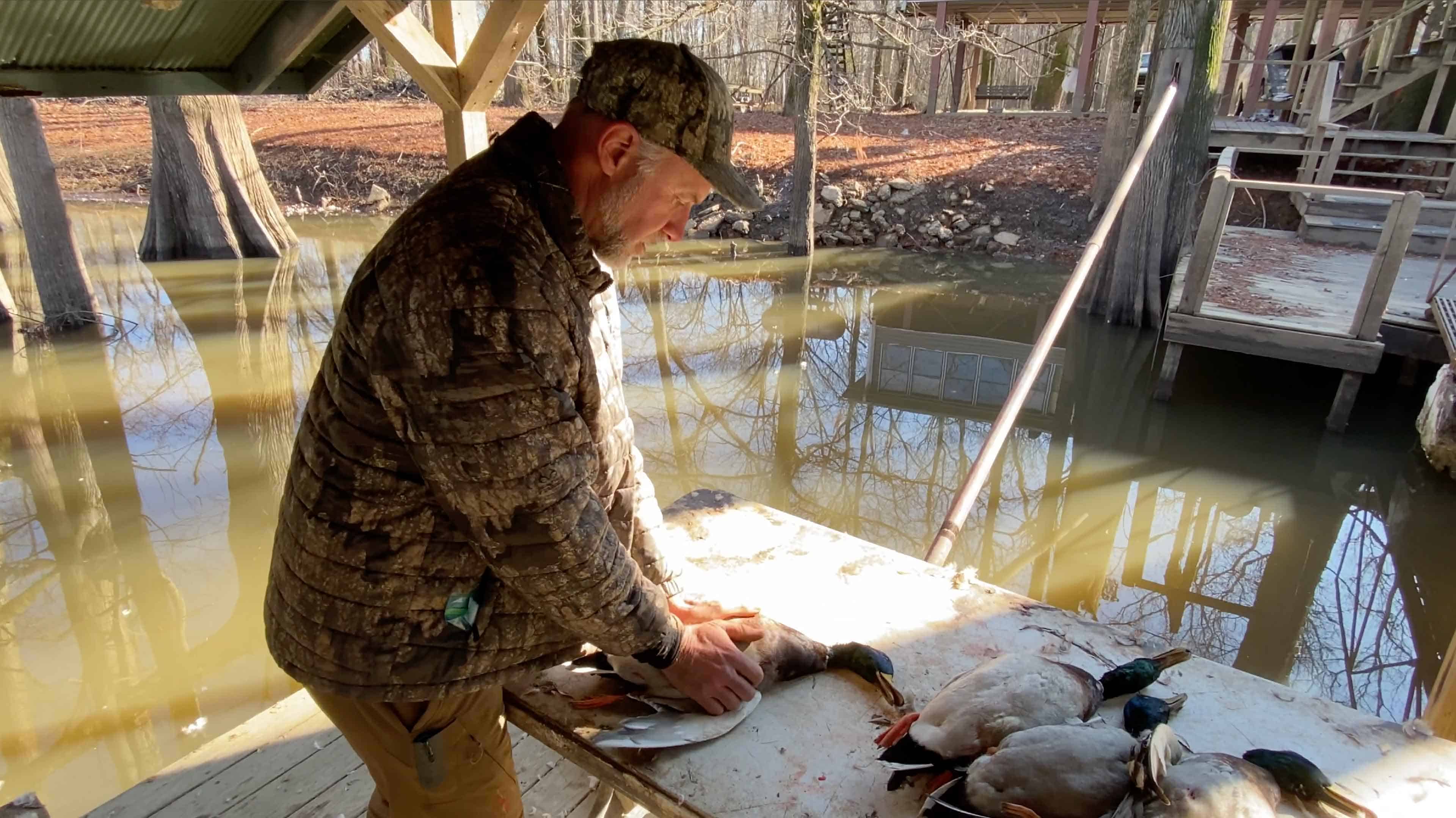 Start to clean the duck by laying it on its back