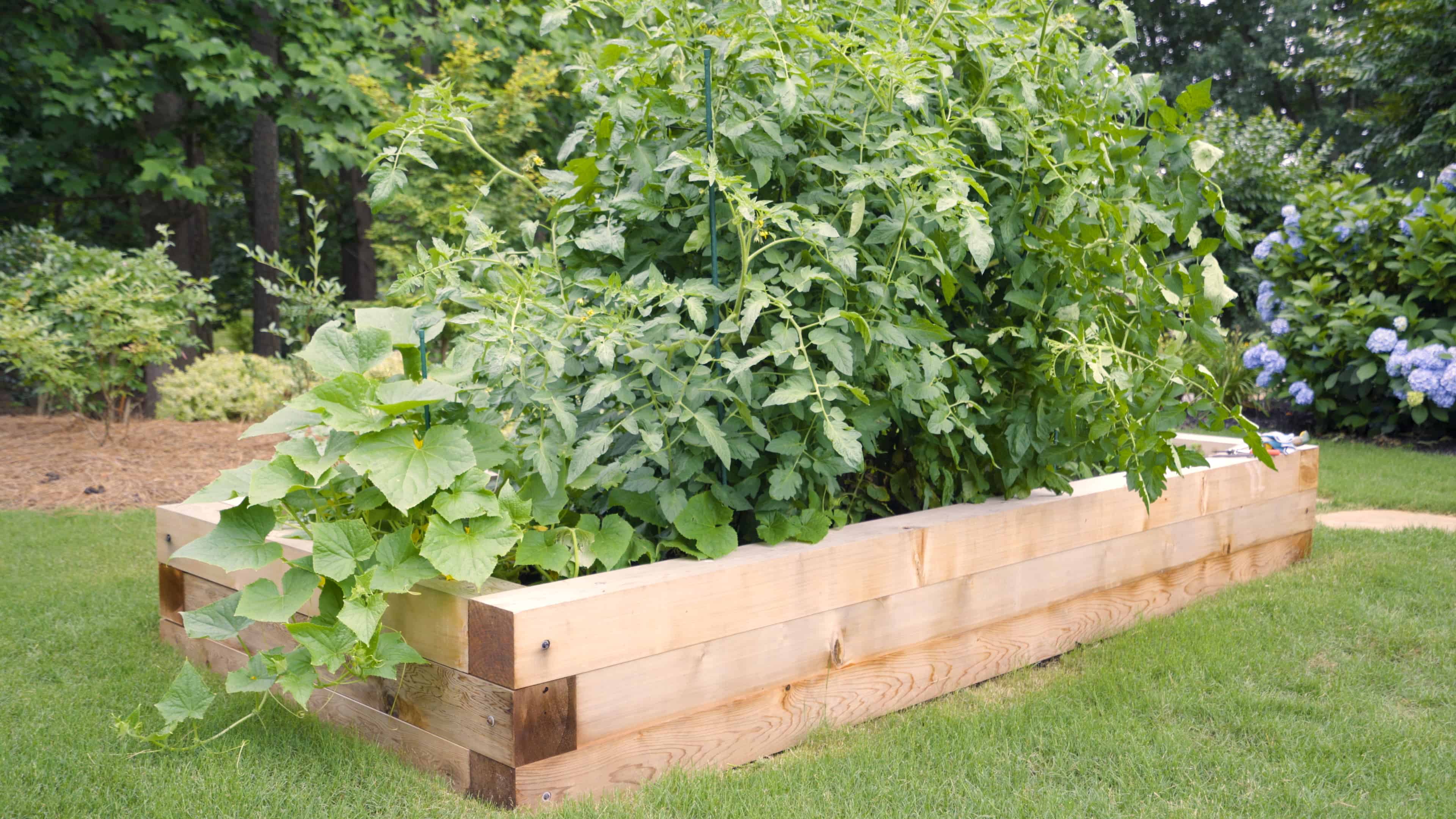 Raised beds are a great way to grow vegetables