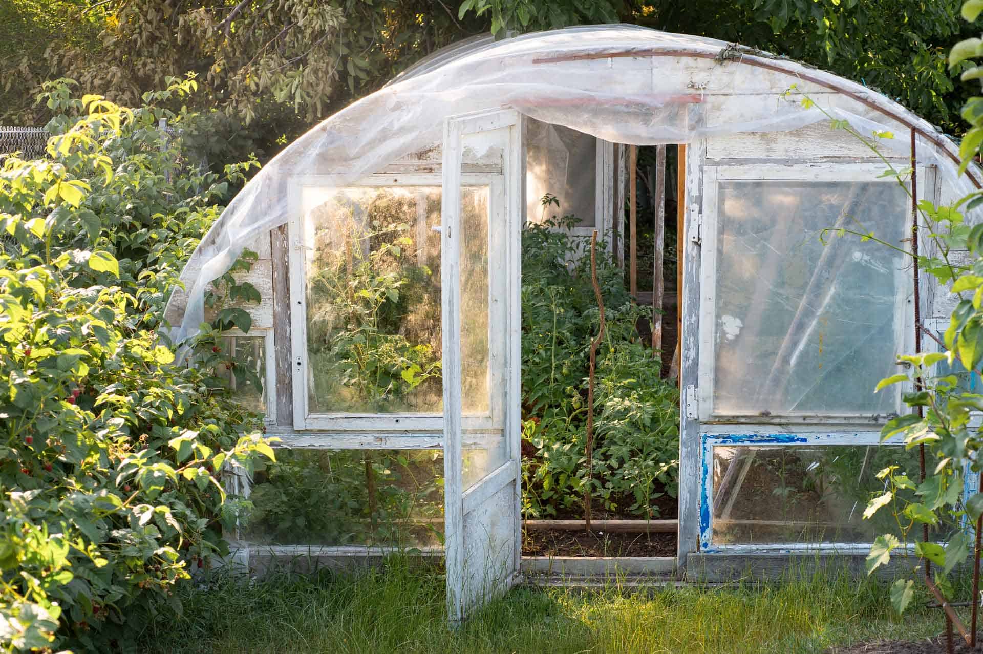 Tomato plants growing inside a freestanding tunnel greenhouse