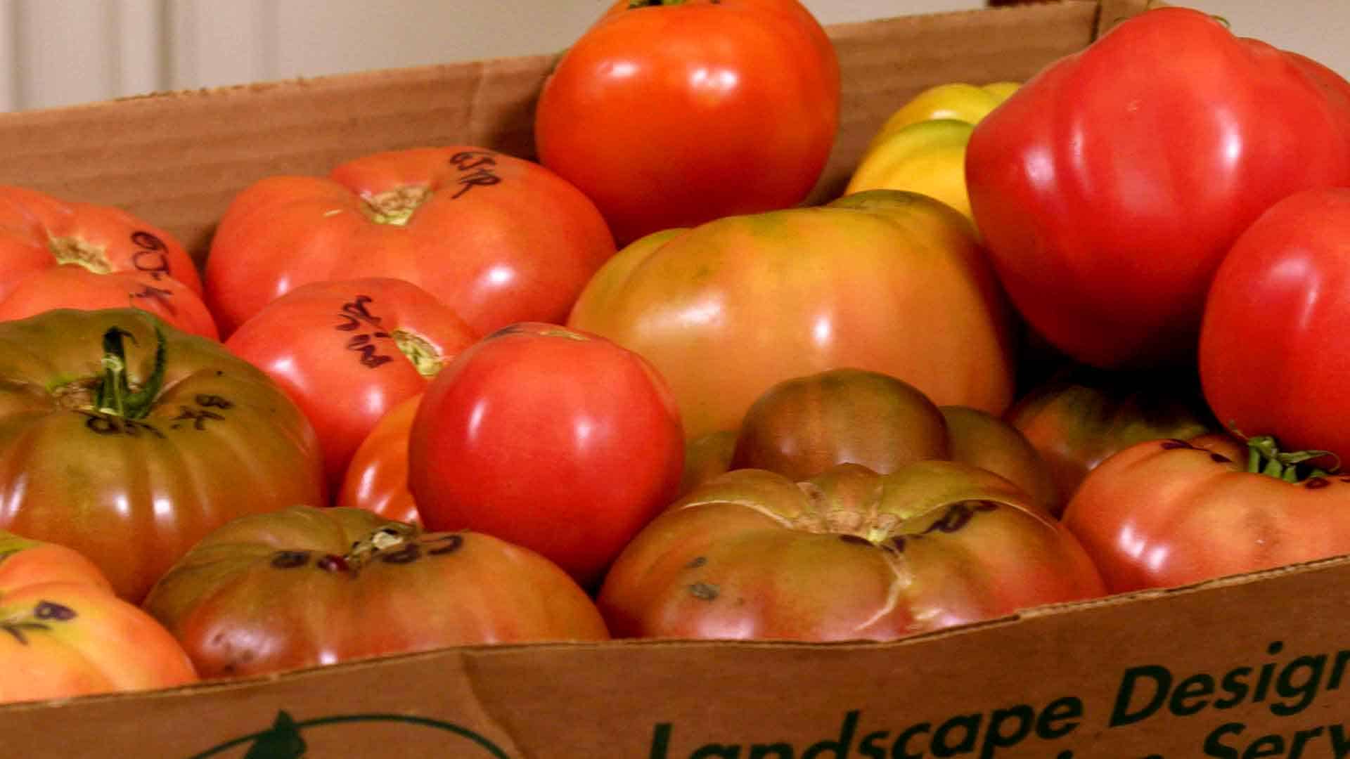 Heirloom tomatoes in a box.