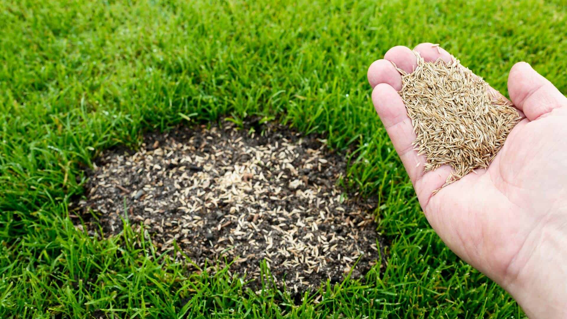 Reseeding a lawn by hand after top dressing