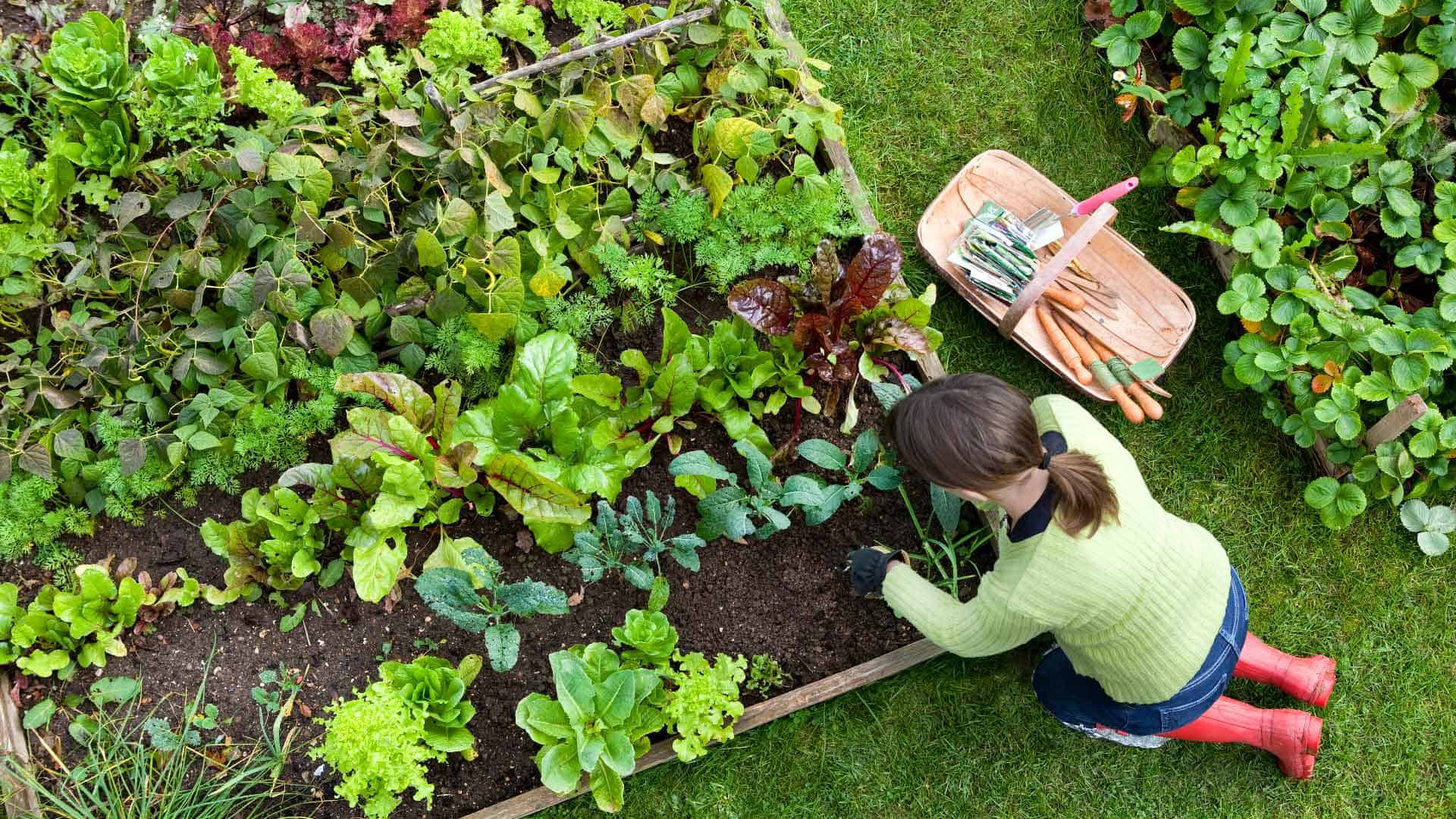Woman planting in raised bed vegetable garden.