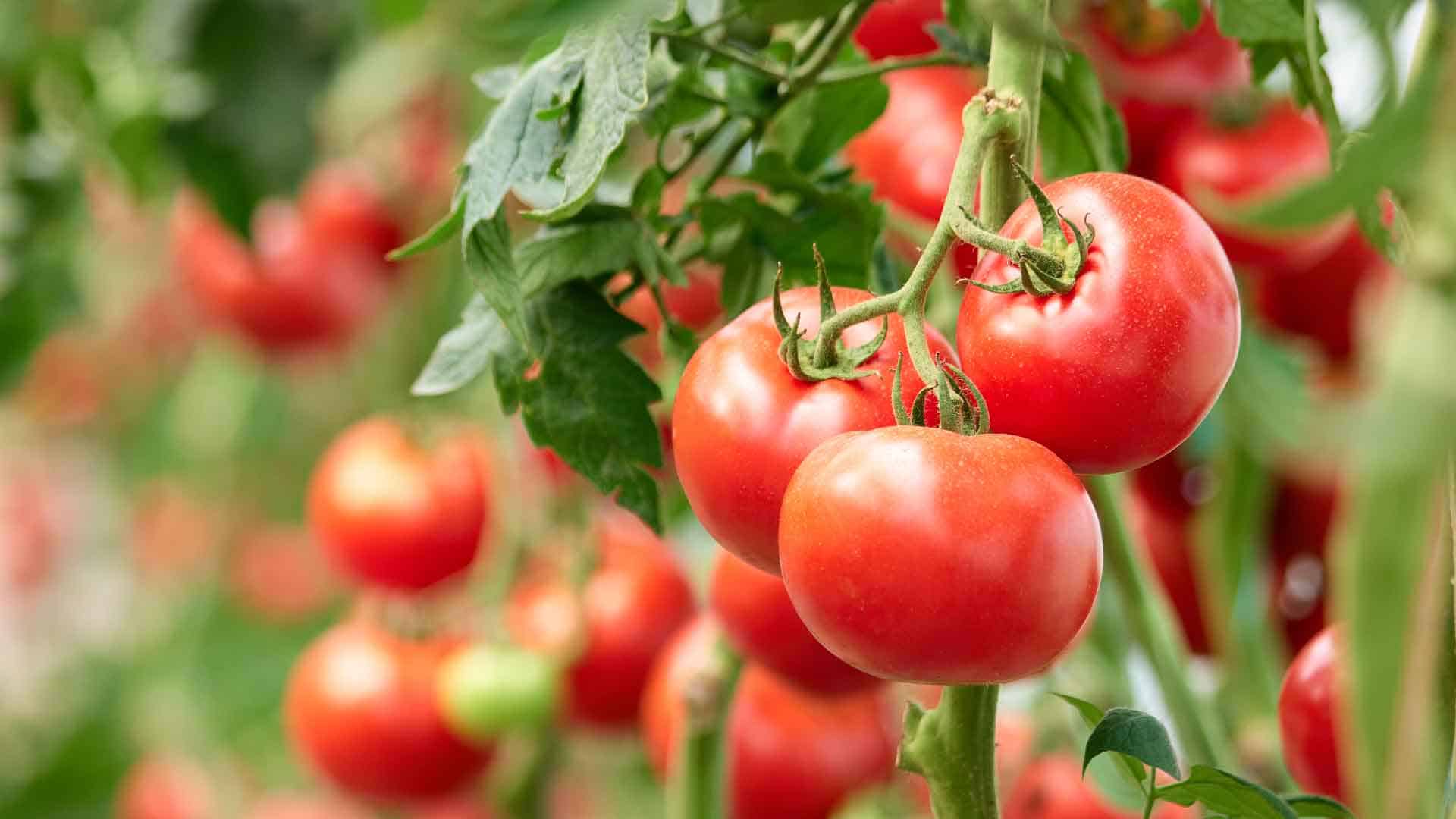 Fresh tomato's grown in vegetable garden.