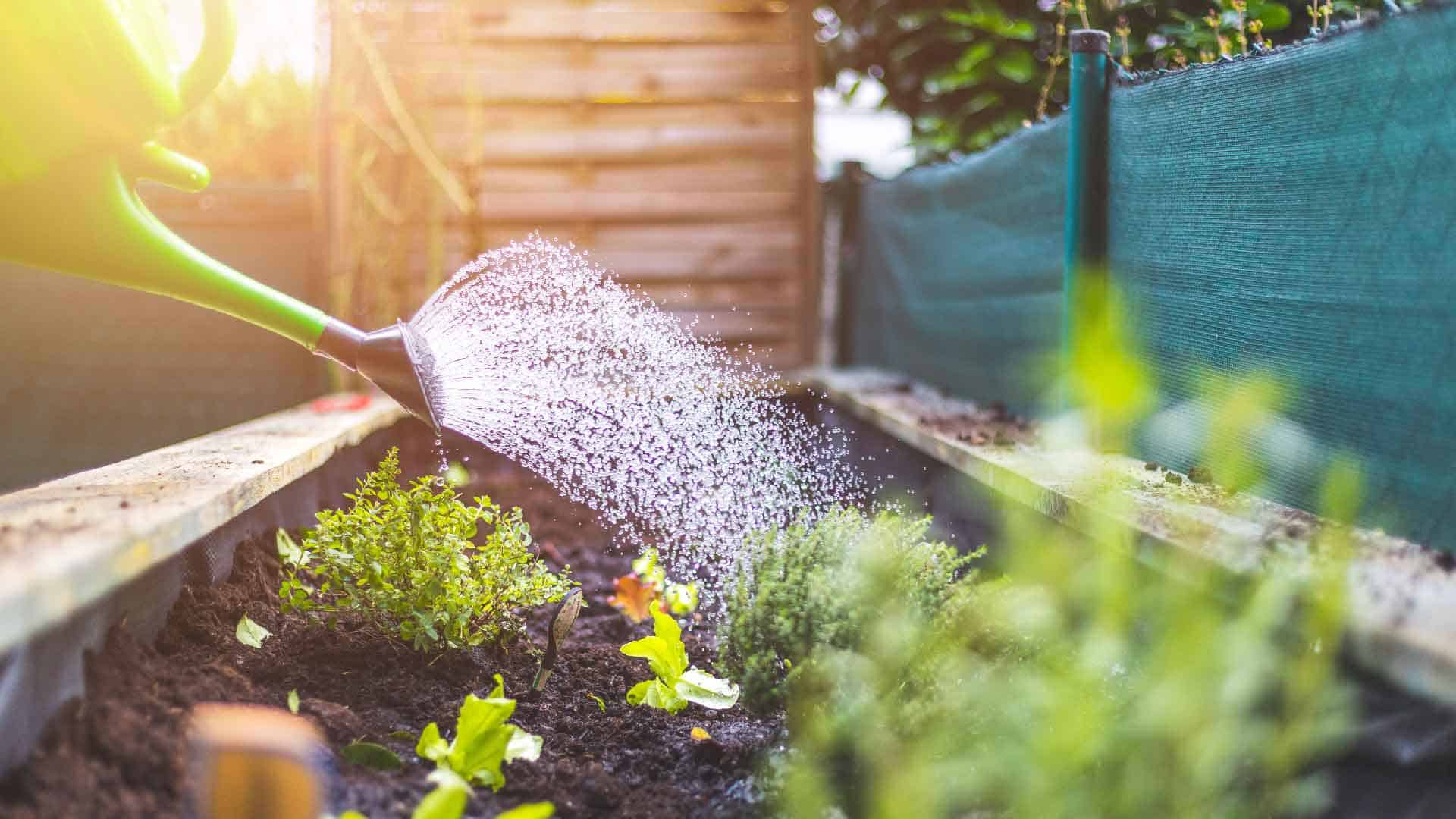 Watering raised bed vegetable garden.