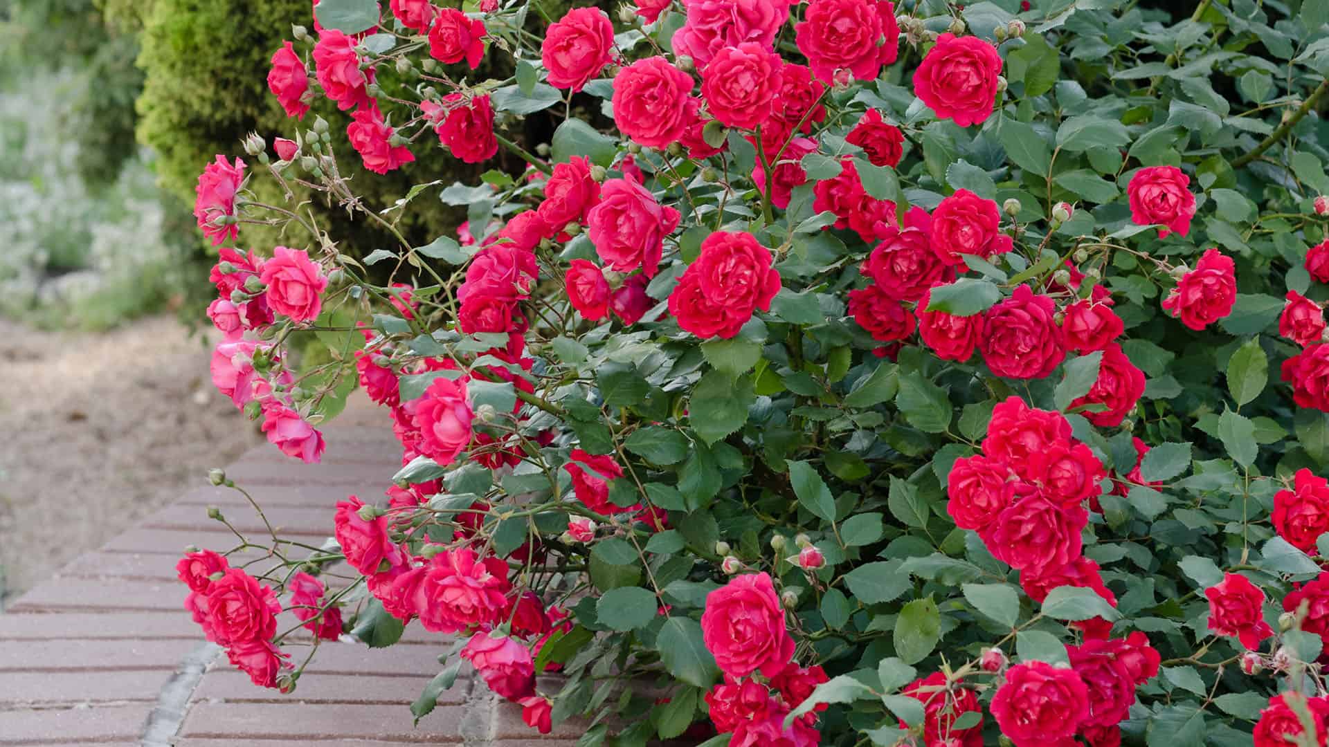 Growing Roses: How to Plant and Care for Roses