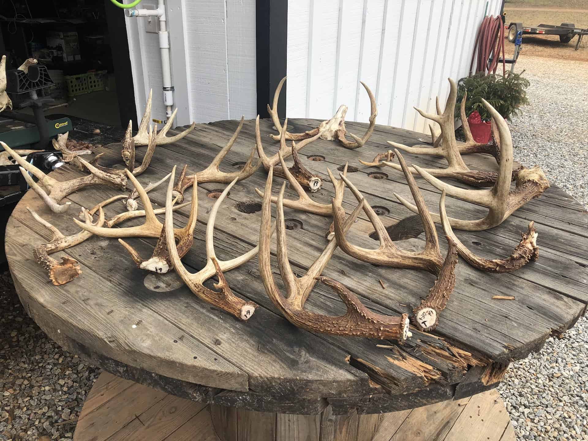 Michael Waddell's buck antler collection