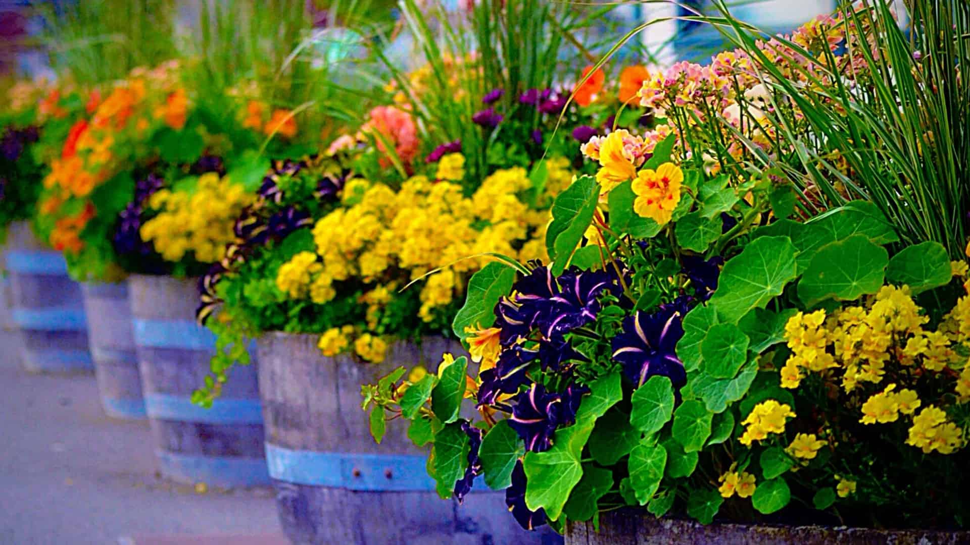 Using recycled barrels for container planting.