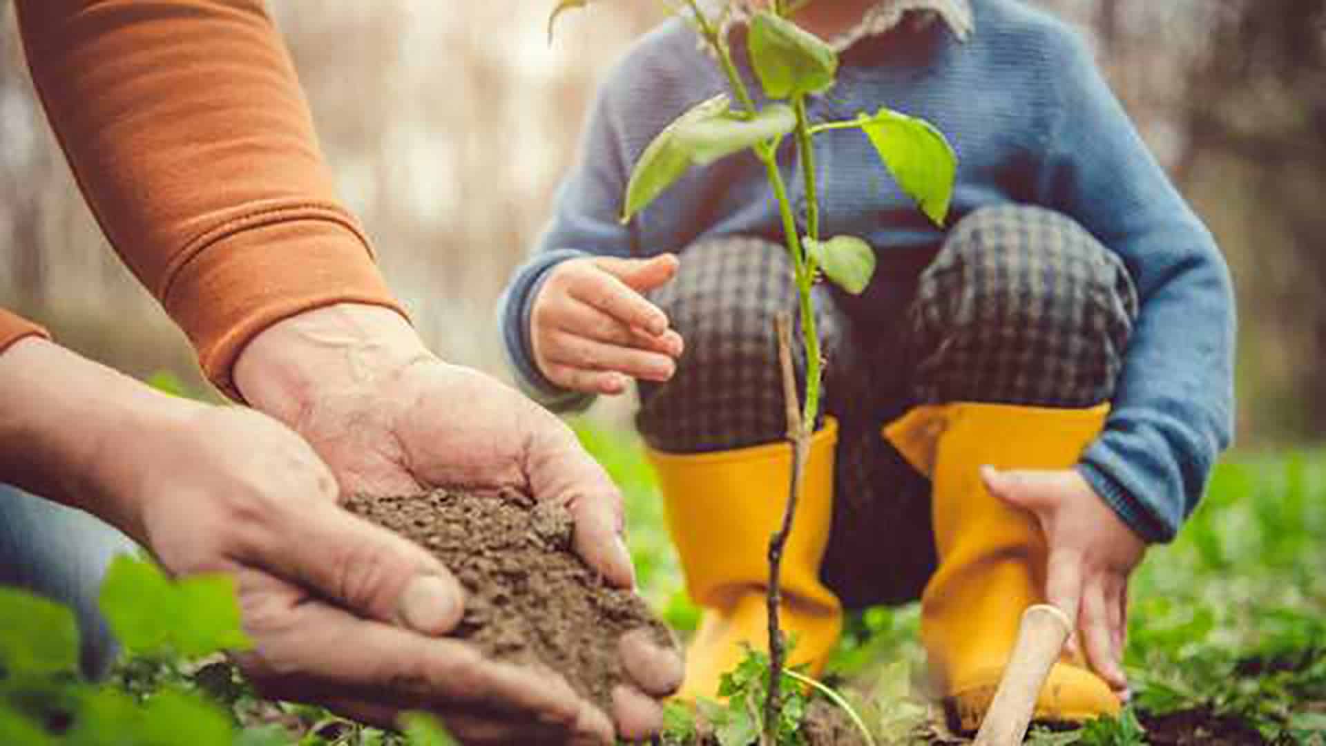Man planting small tree with child watching