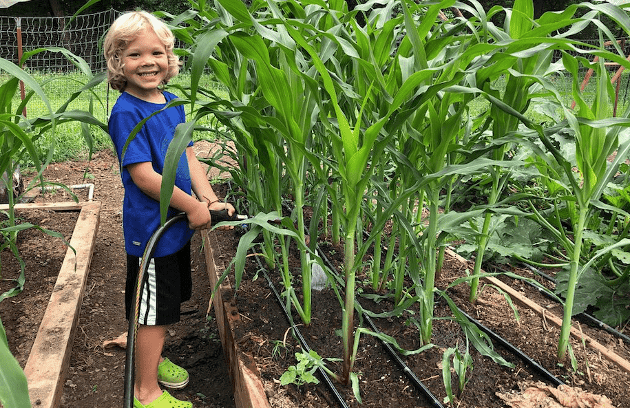 Cultivating corn