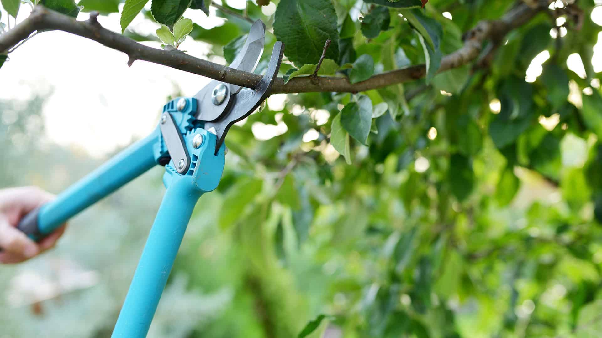 Regular pruning of trees is also part of rural property maintenance.