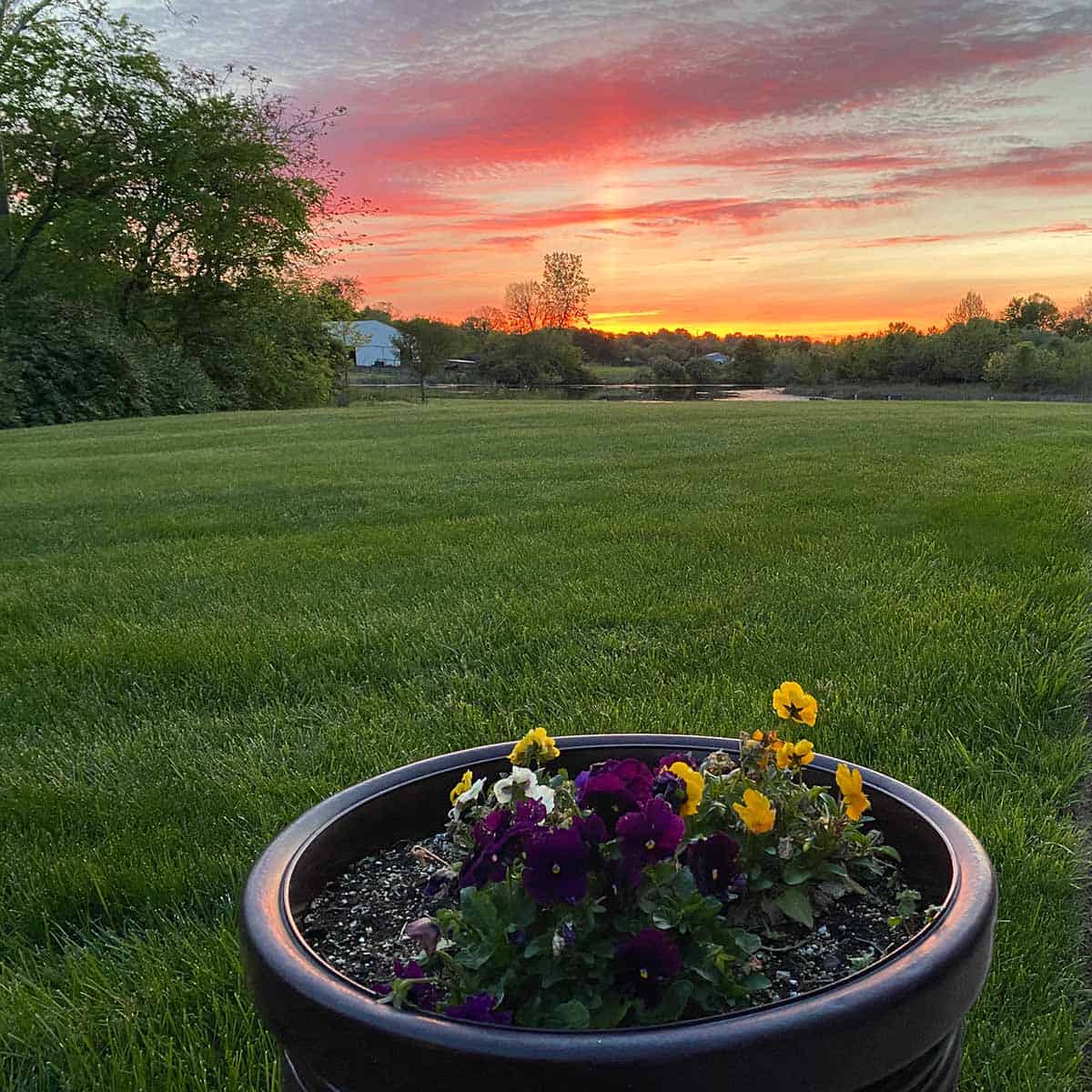 Pot of flowers on porch and yard in background with sunset