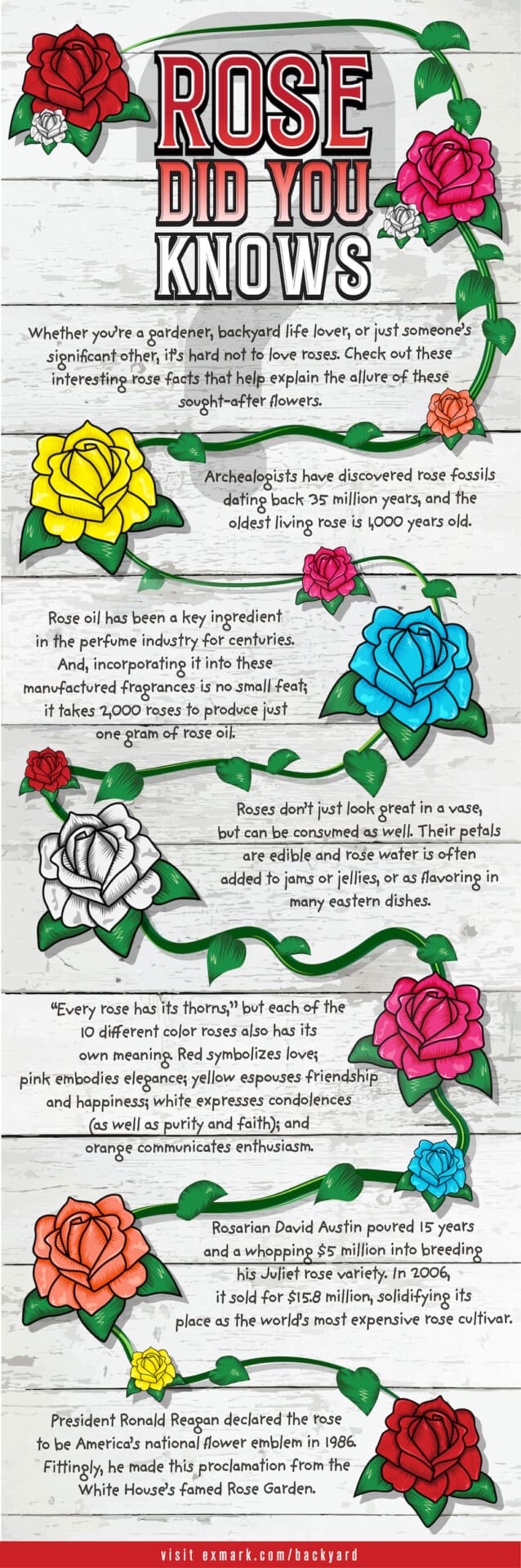Infographic of rose facts