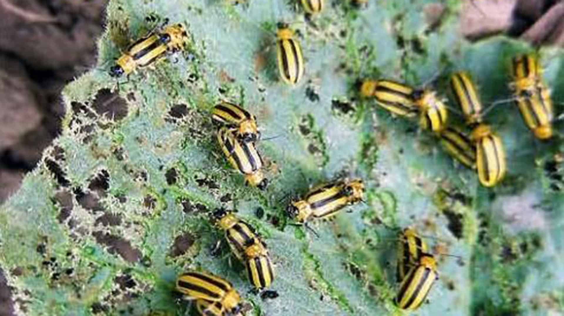 Striped cucumber beetles eating a cucumber plant leaf