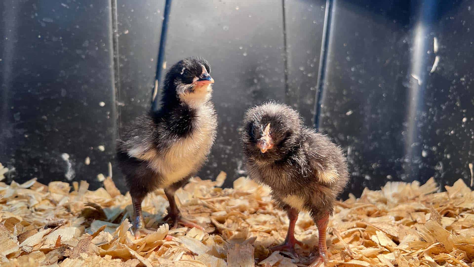 Incubate chicken eggs before they hatch into chicks like these