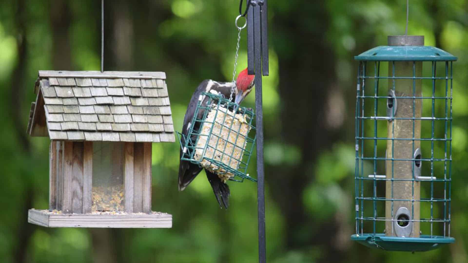 multiple bird feeders is another way to prevent bird disease