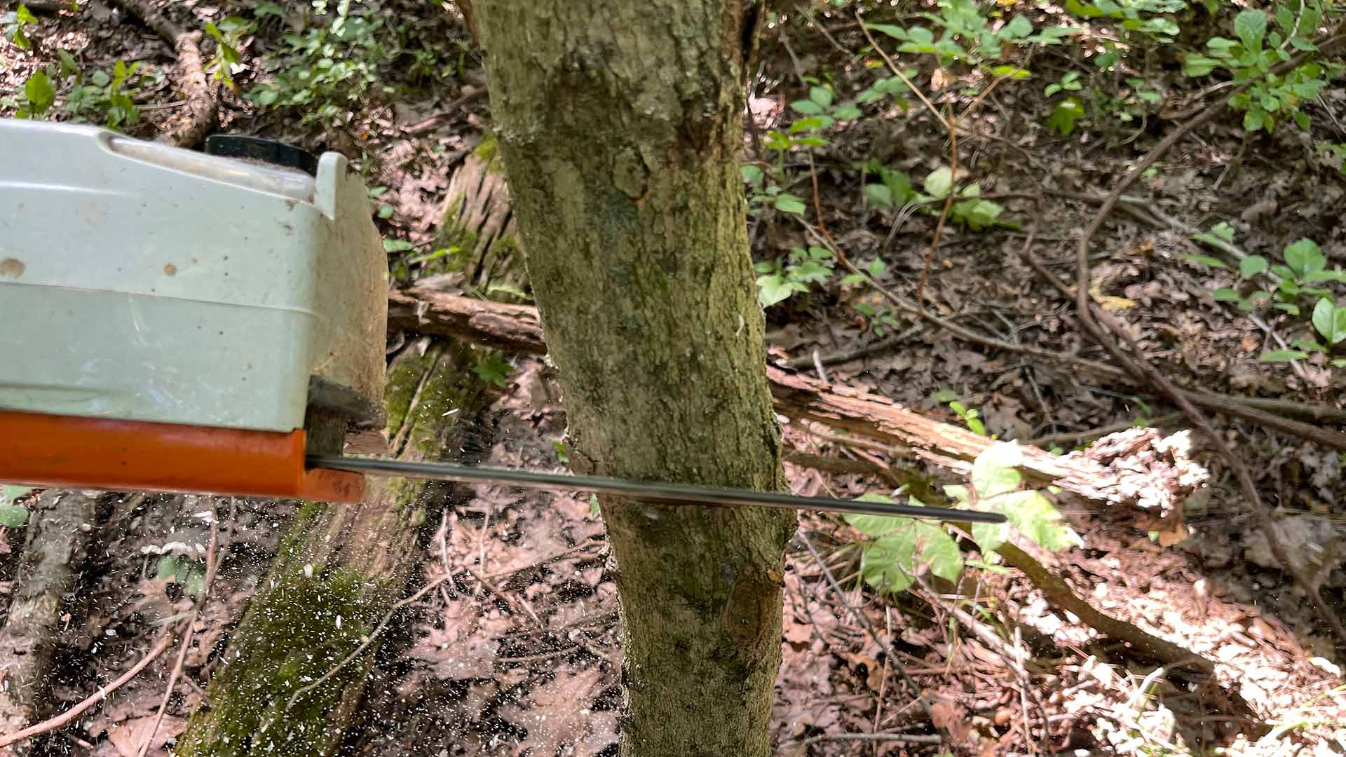 Making the first Hinge cut with a chainsaw