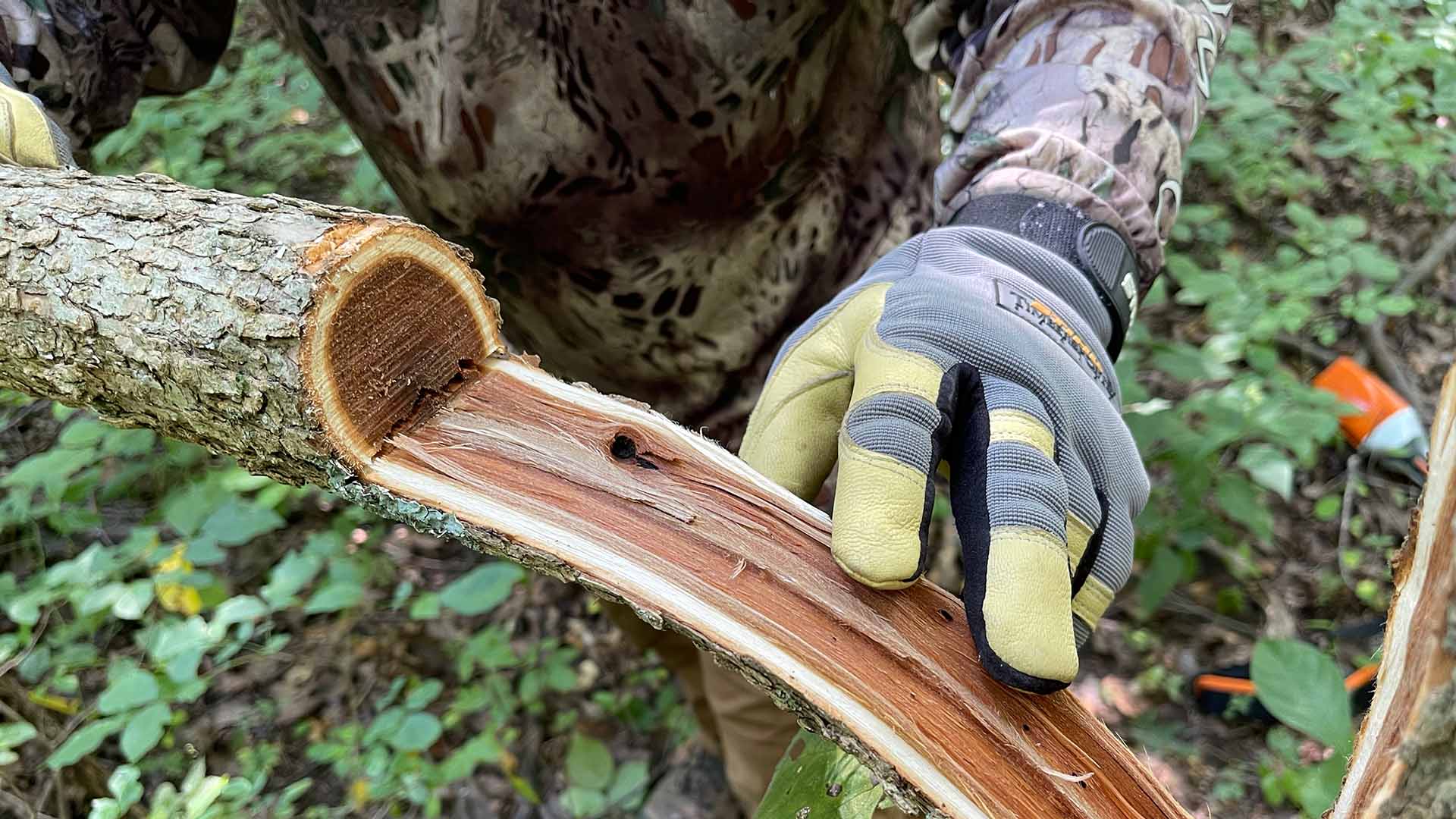 An example of hinge cutting trees for deer beds