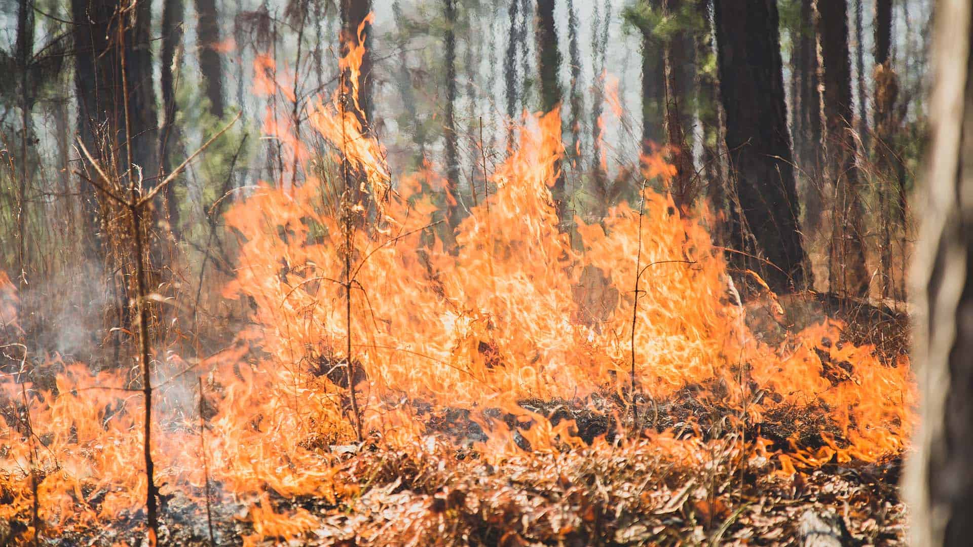 controlled burns for property management