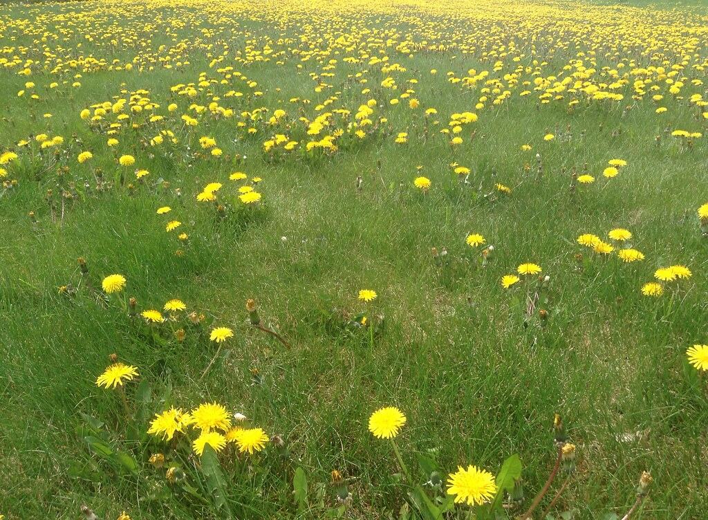 Dandelions growing in a lawn