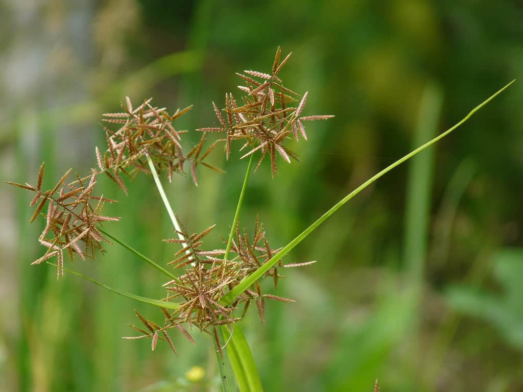 Nutsedge growing in lawn