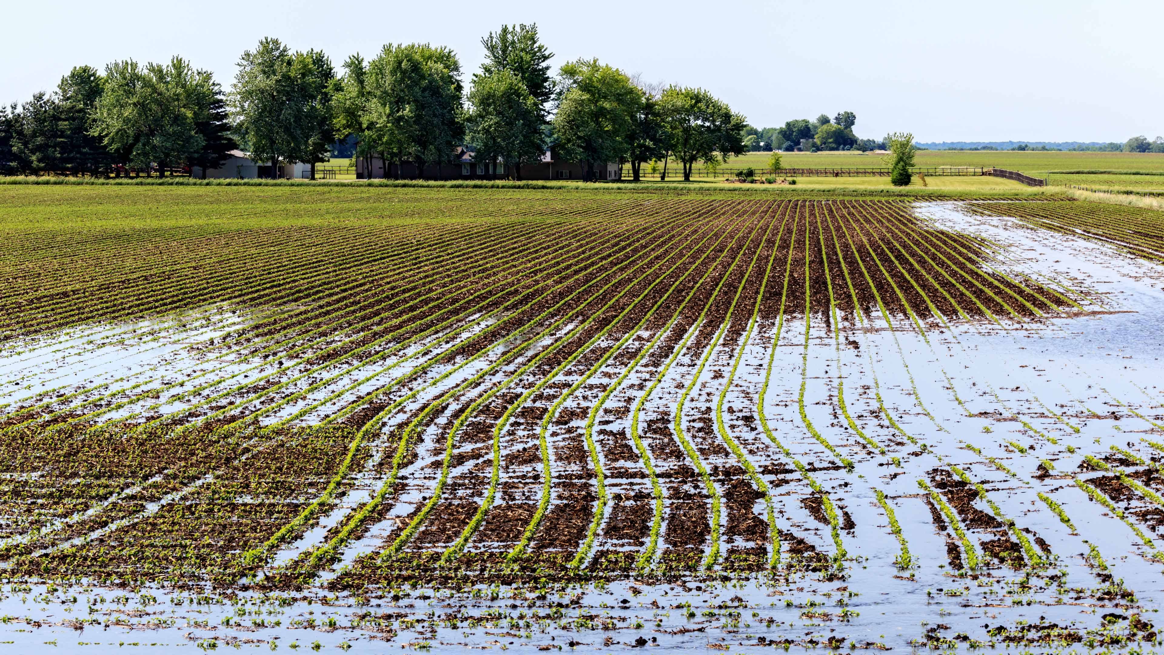 Flooded farm field