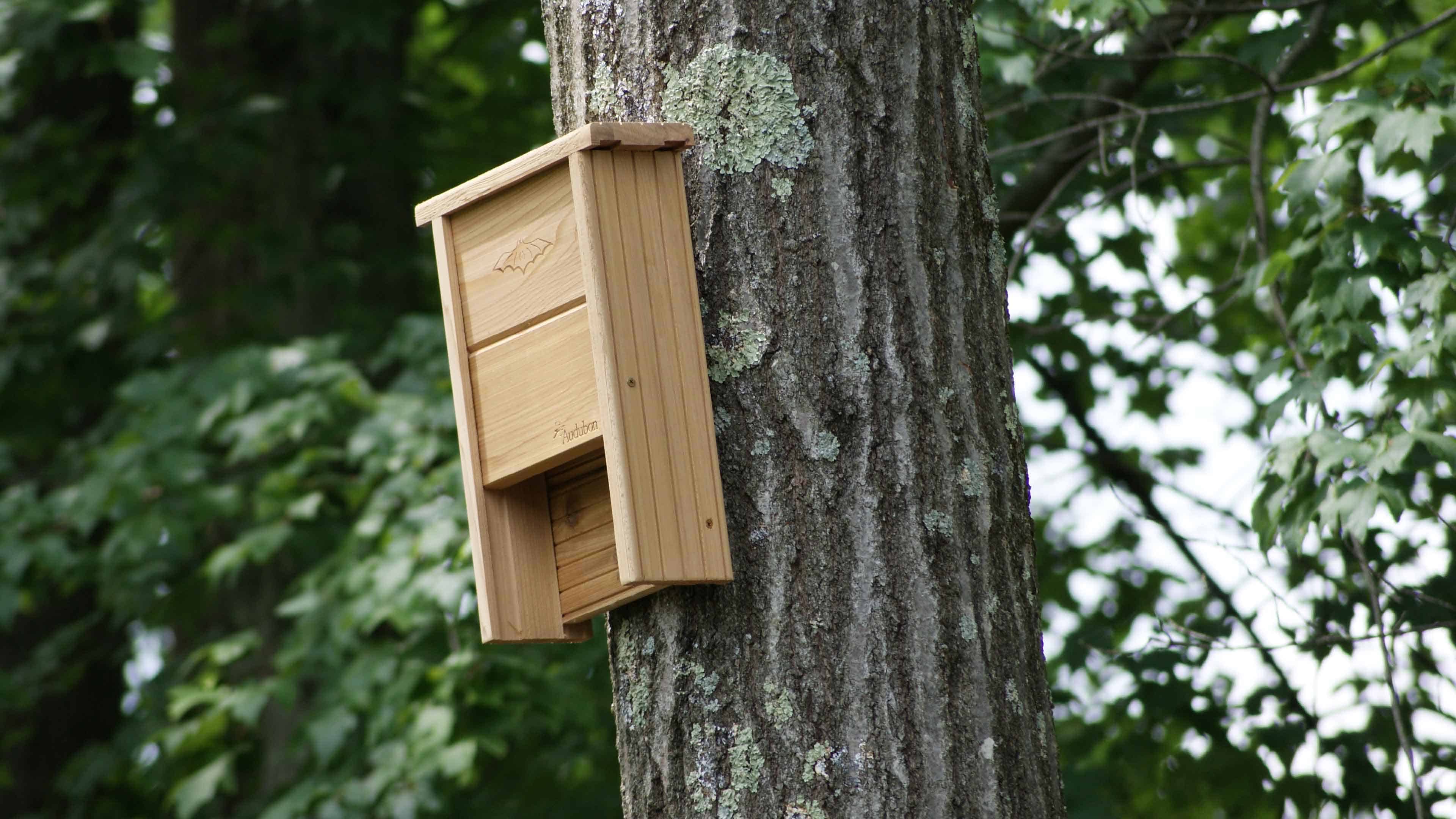 Audubon bat house installed on tree