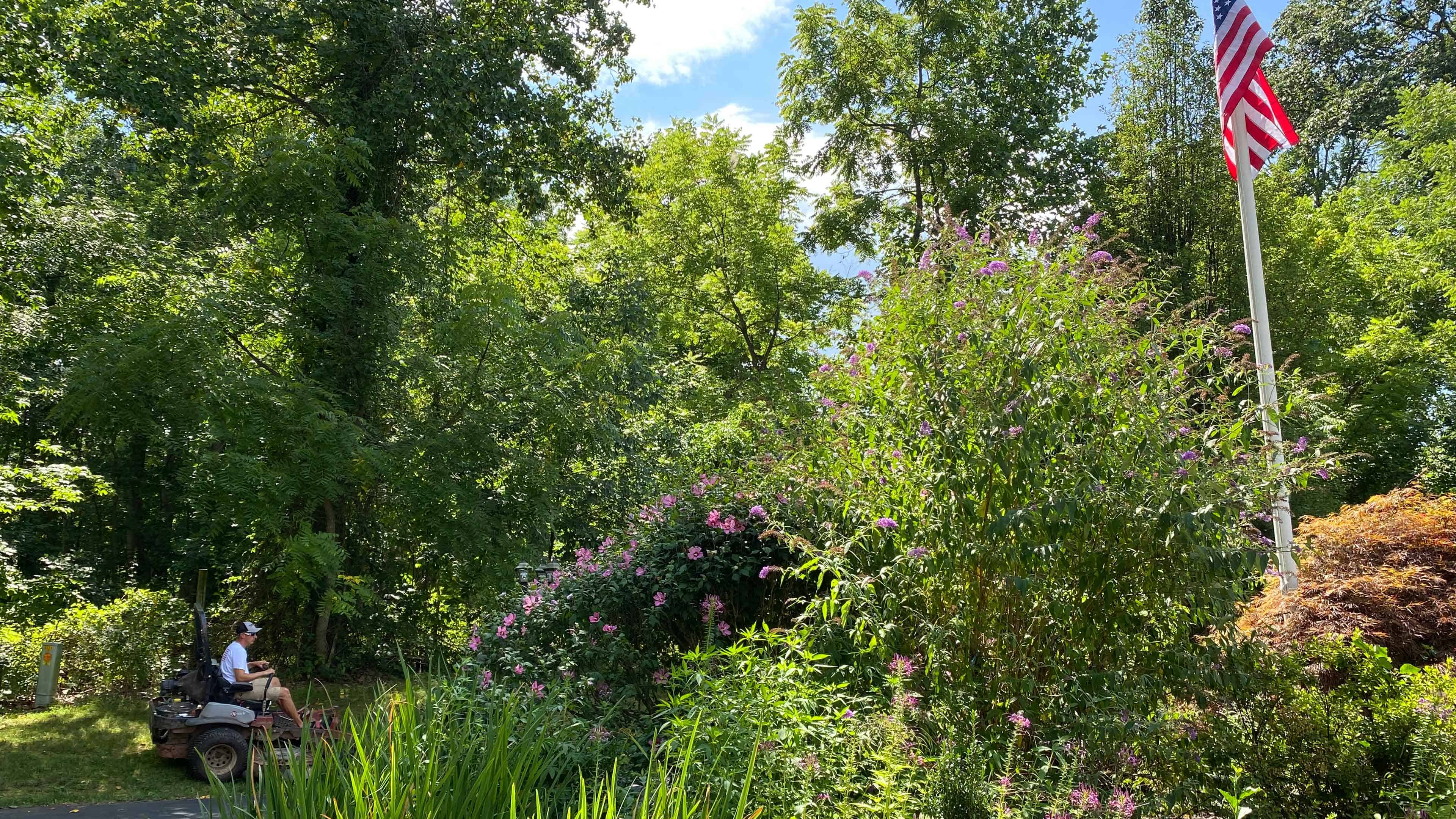 Backyard Bird Habitat