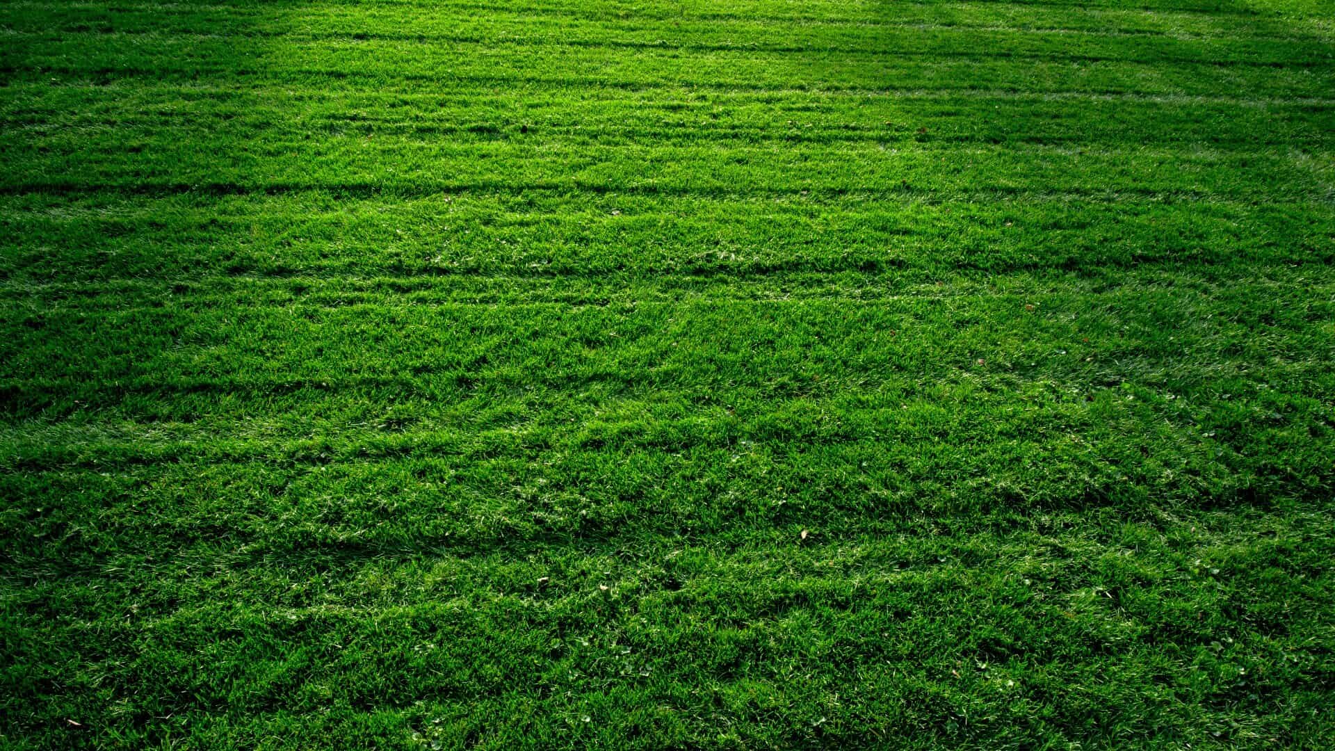 Freshly cut green lawn