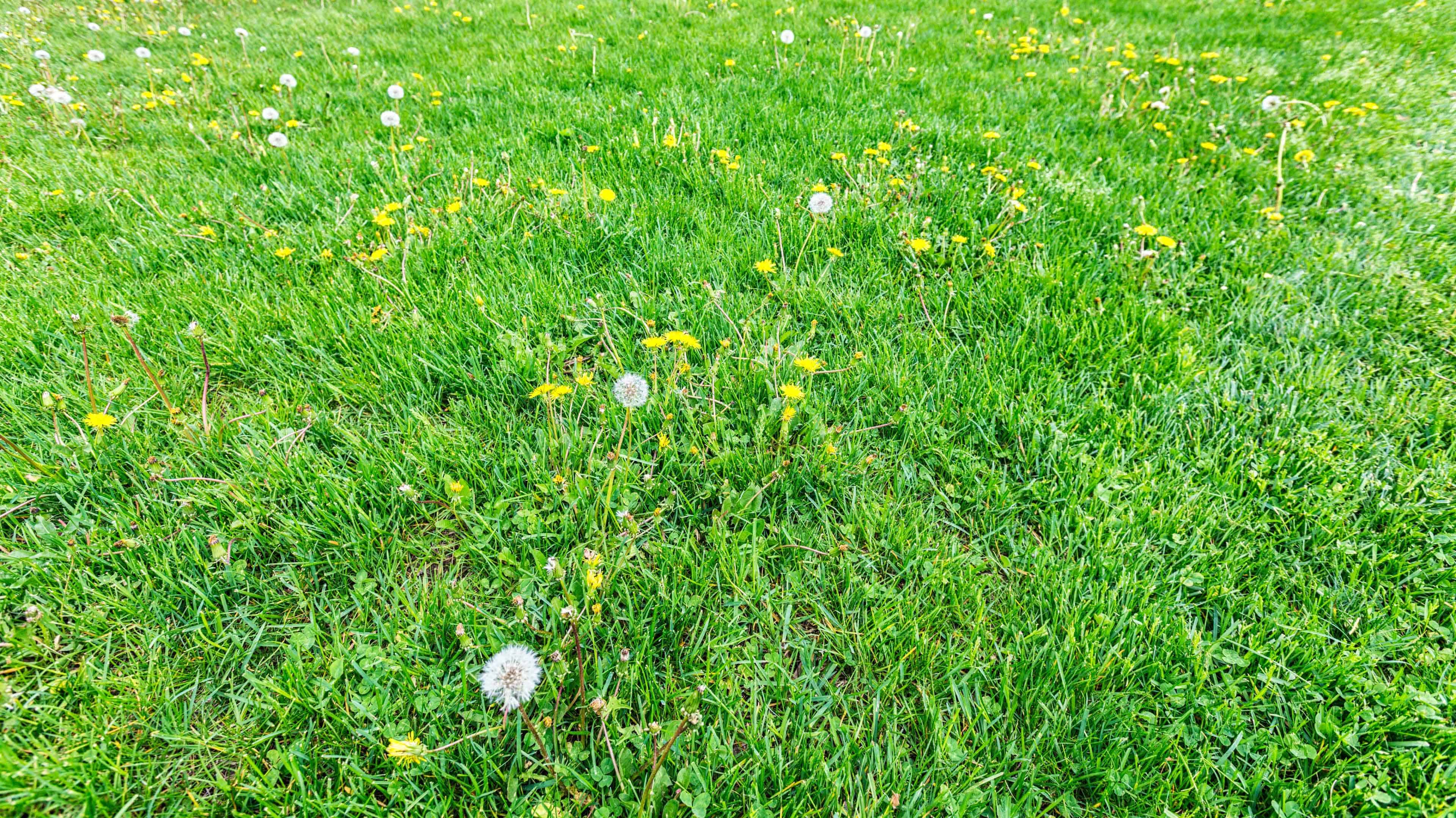 Prevent Lawn Weeds