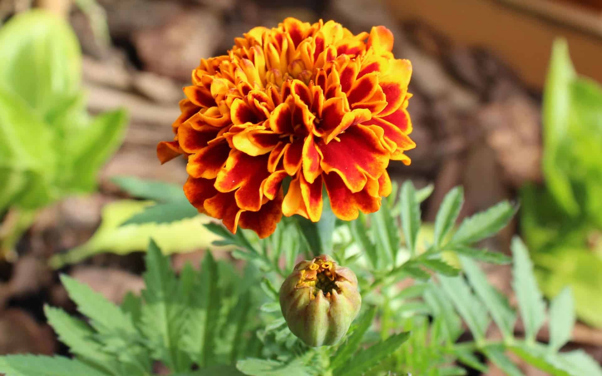 Marigold bloom