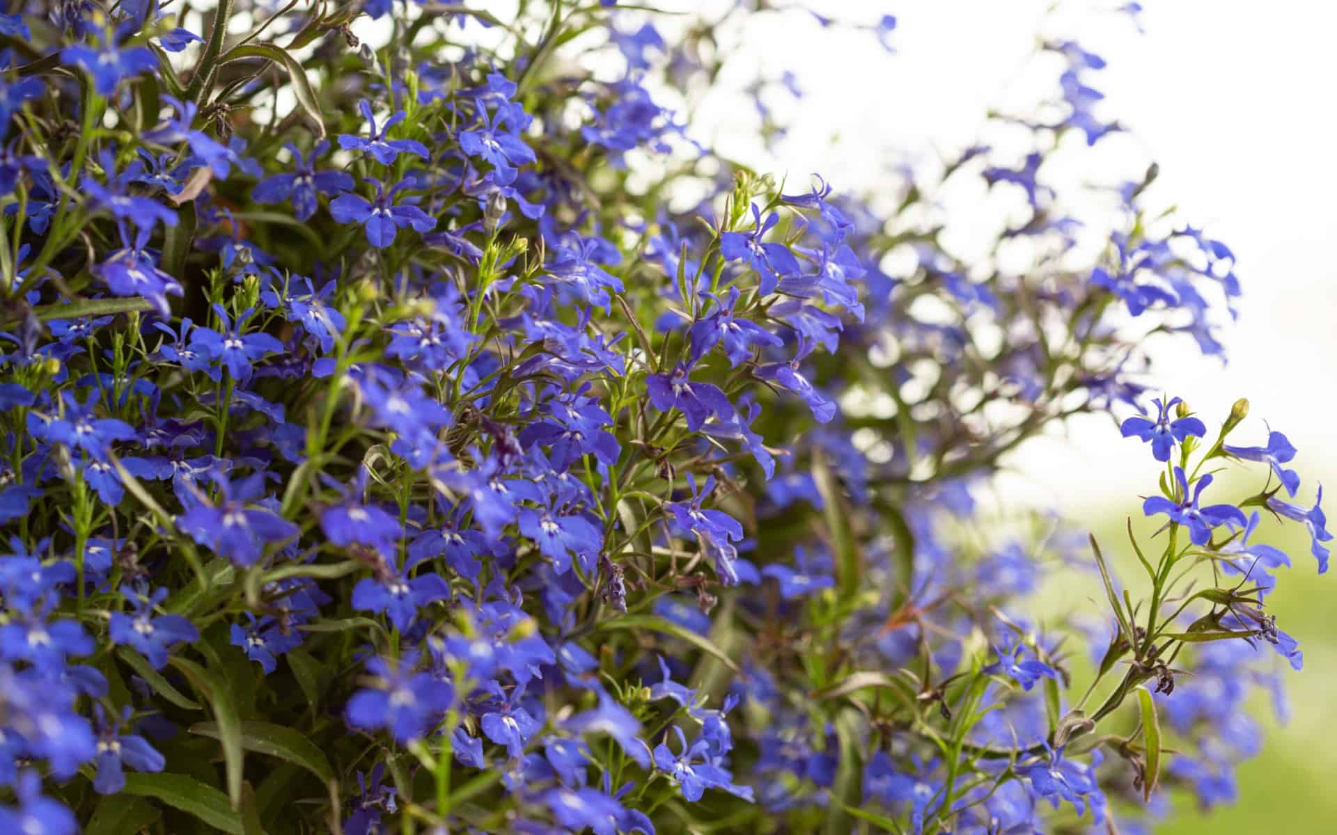Blue lobelia in garden