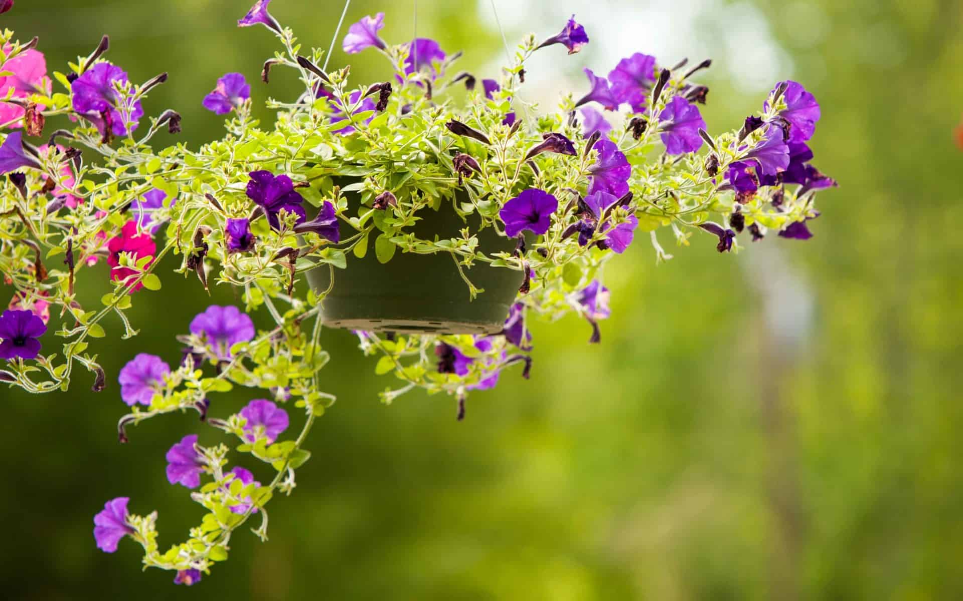 Purple petunias in hanging basket