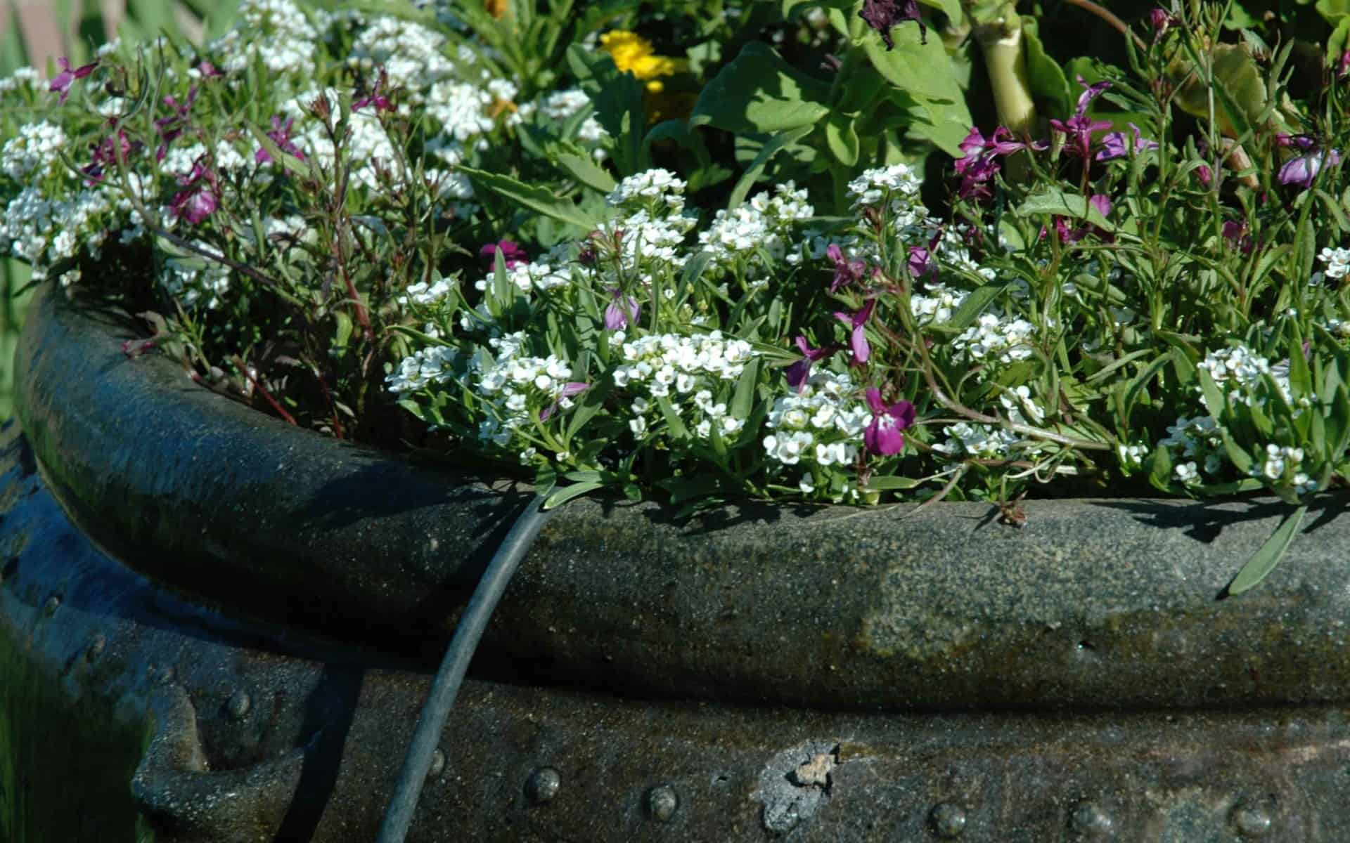 Garden pot with flowers