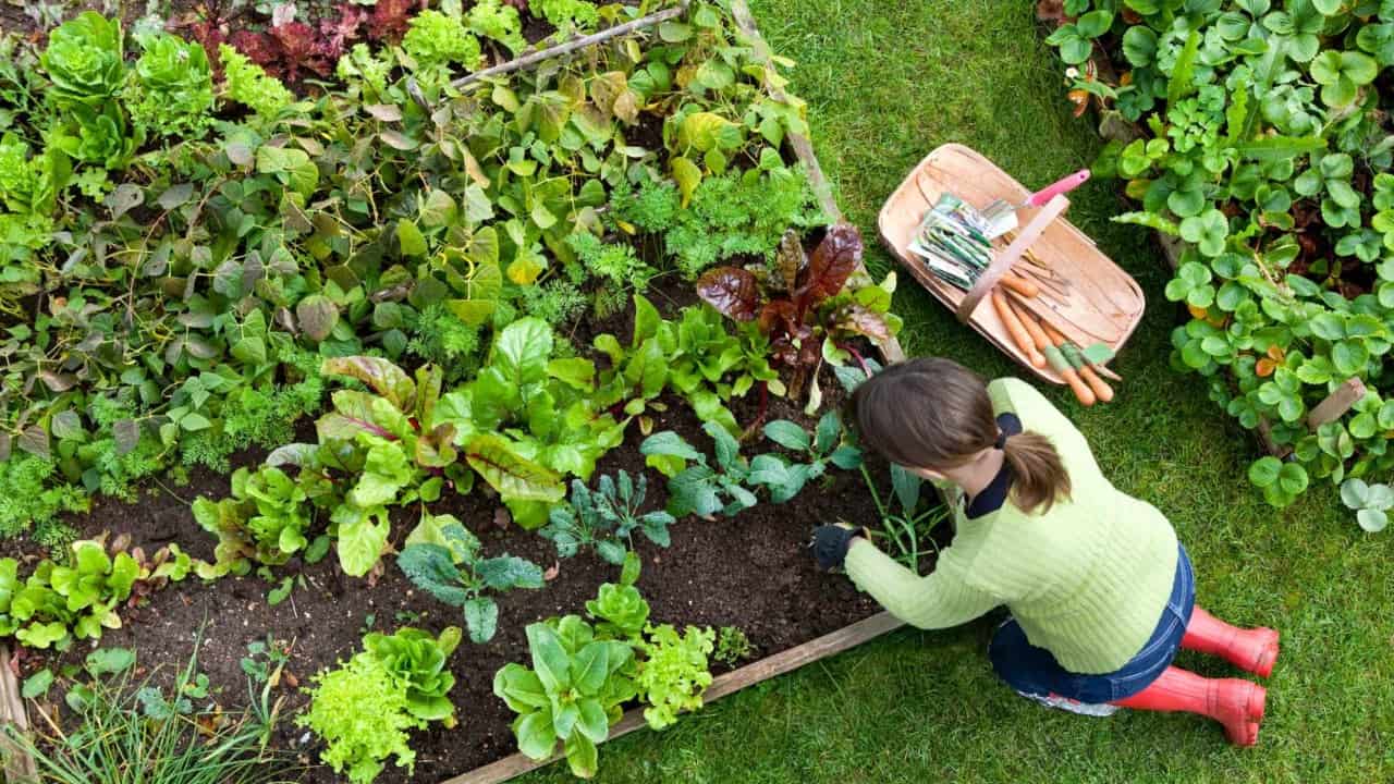 Woman gardening in garden bed