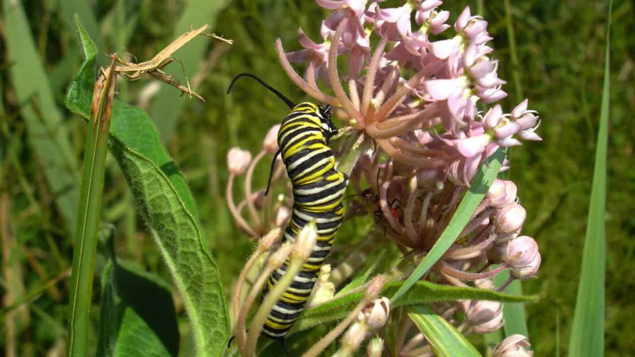 Milkweed is a good host plants for Butterfies