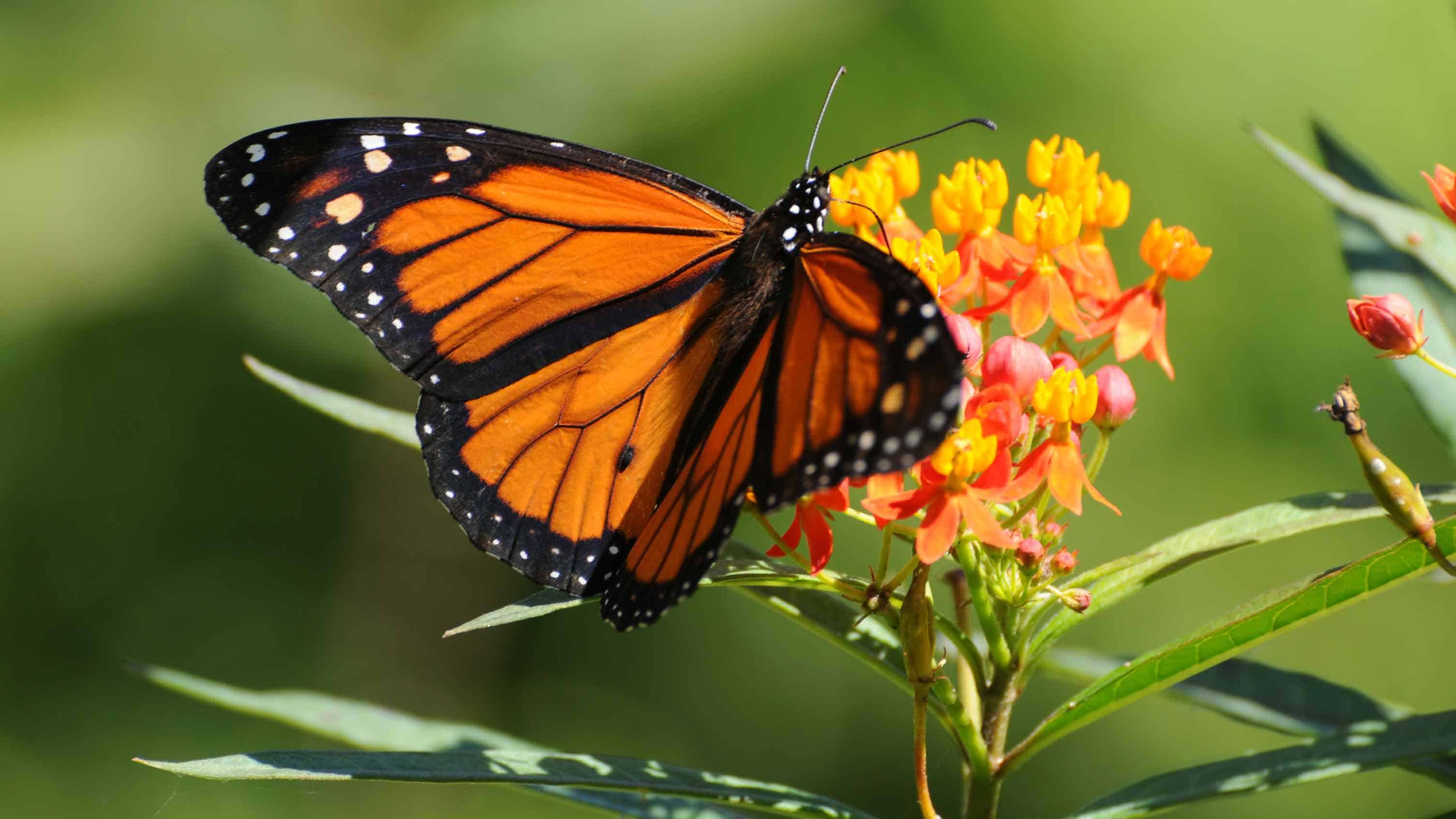 How to Attract Butterflies With Plants - Exmark's Backyard Life