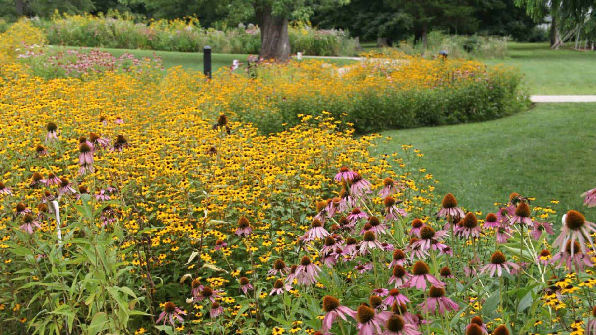 Flowers in a rain garden