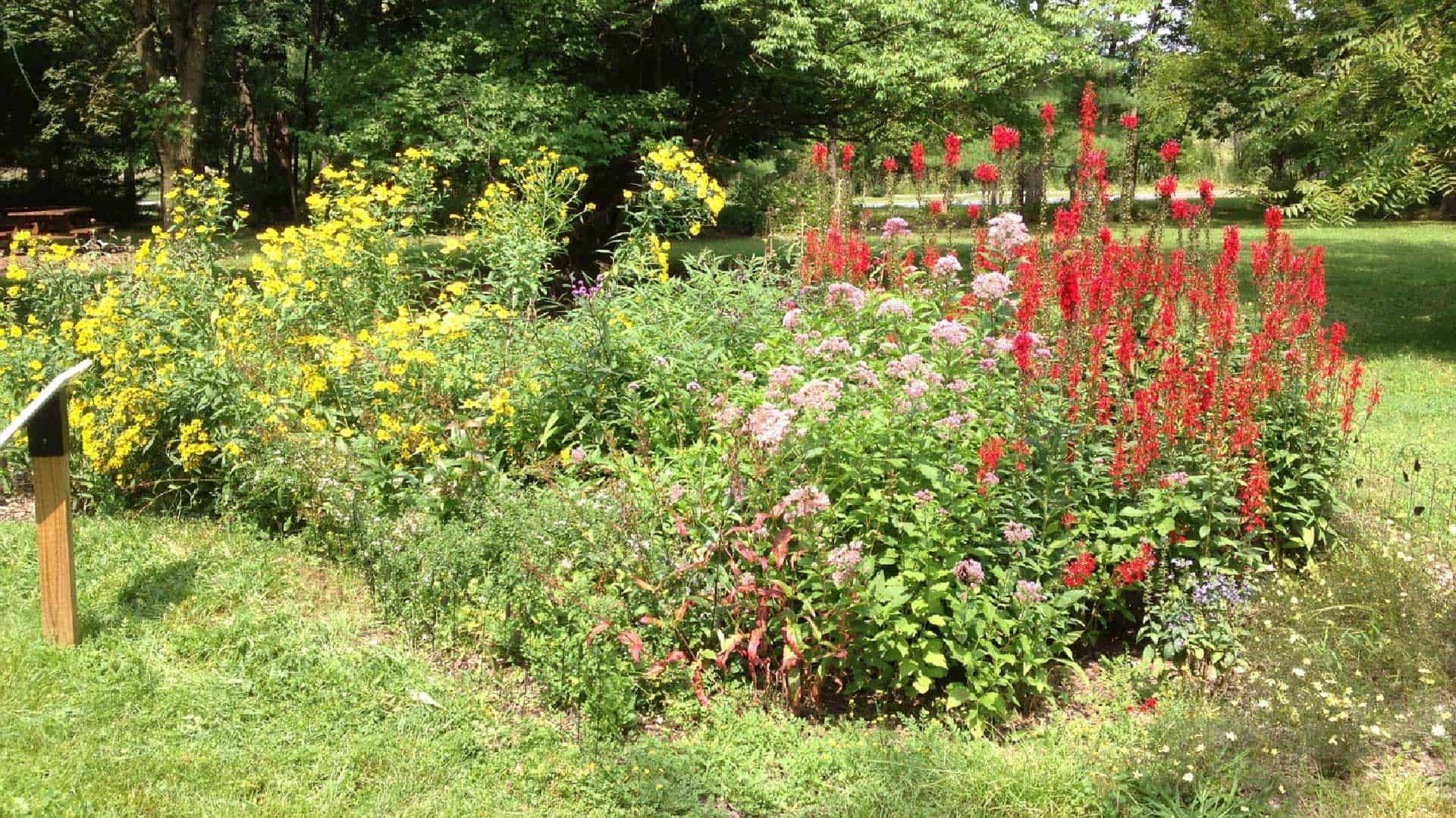 Rain garden native plants with yellow, red and pink flowers.