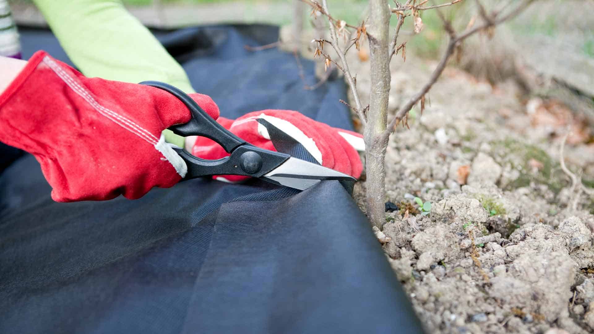 Using landscape fabric around tree for weed control. Learn about the pros and cons.