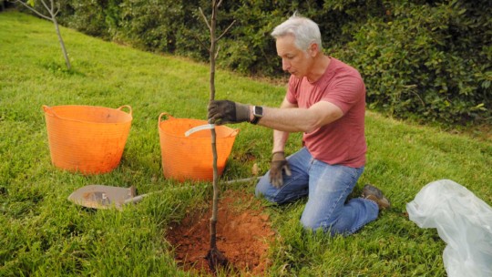 Joe planting fruit tree