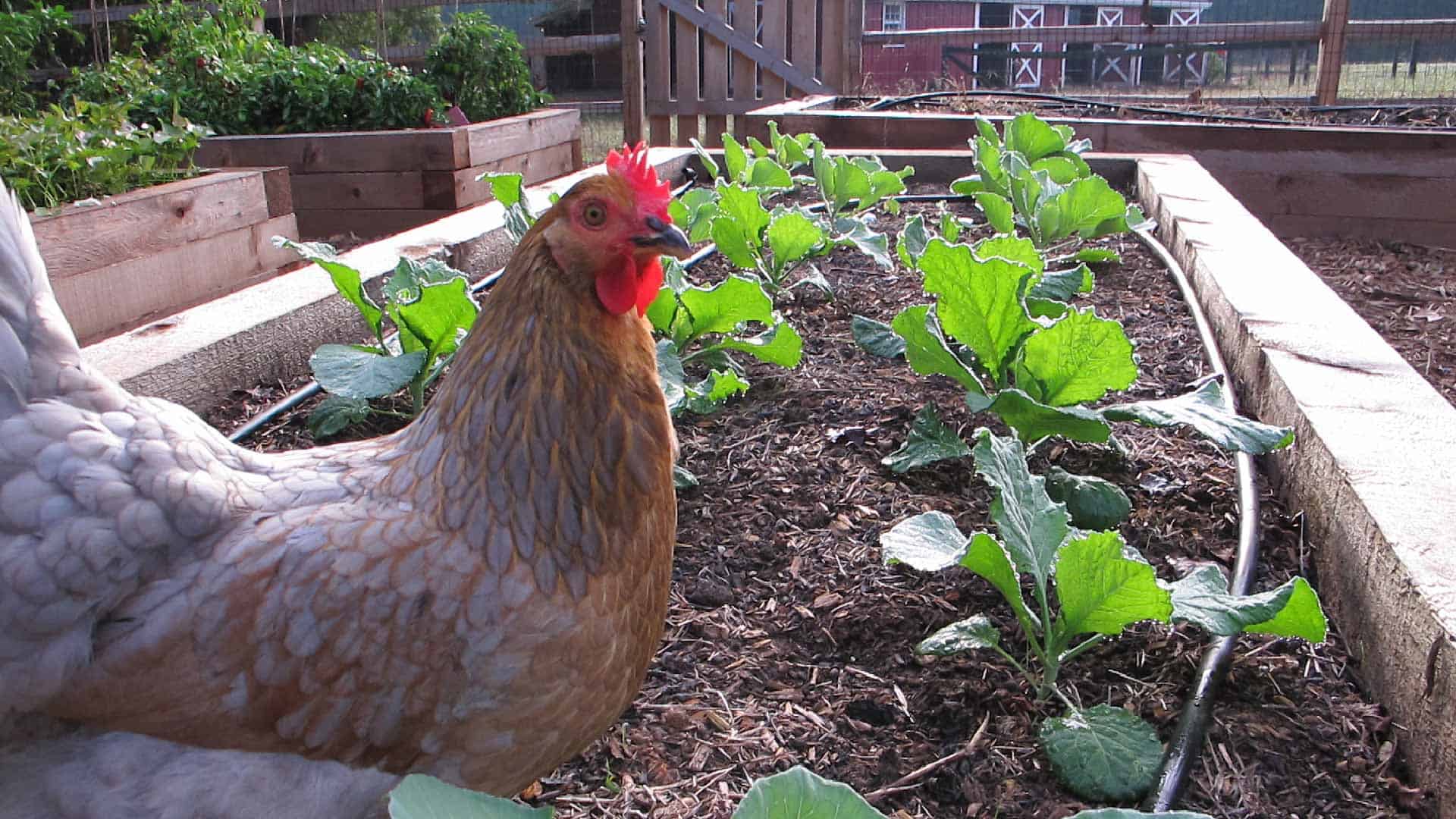 How to Build a Compost Bin From Recycled Pallets - Exmark's Backyard Life