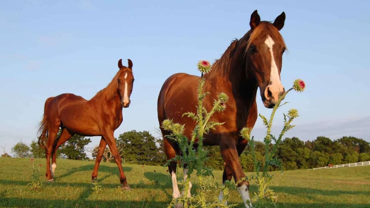 Keep your horse pasture free of toxic weeds