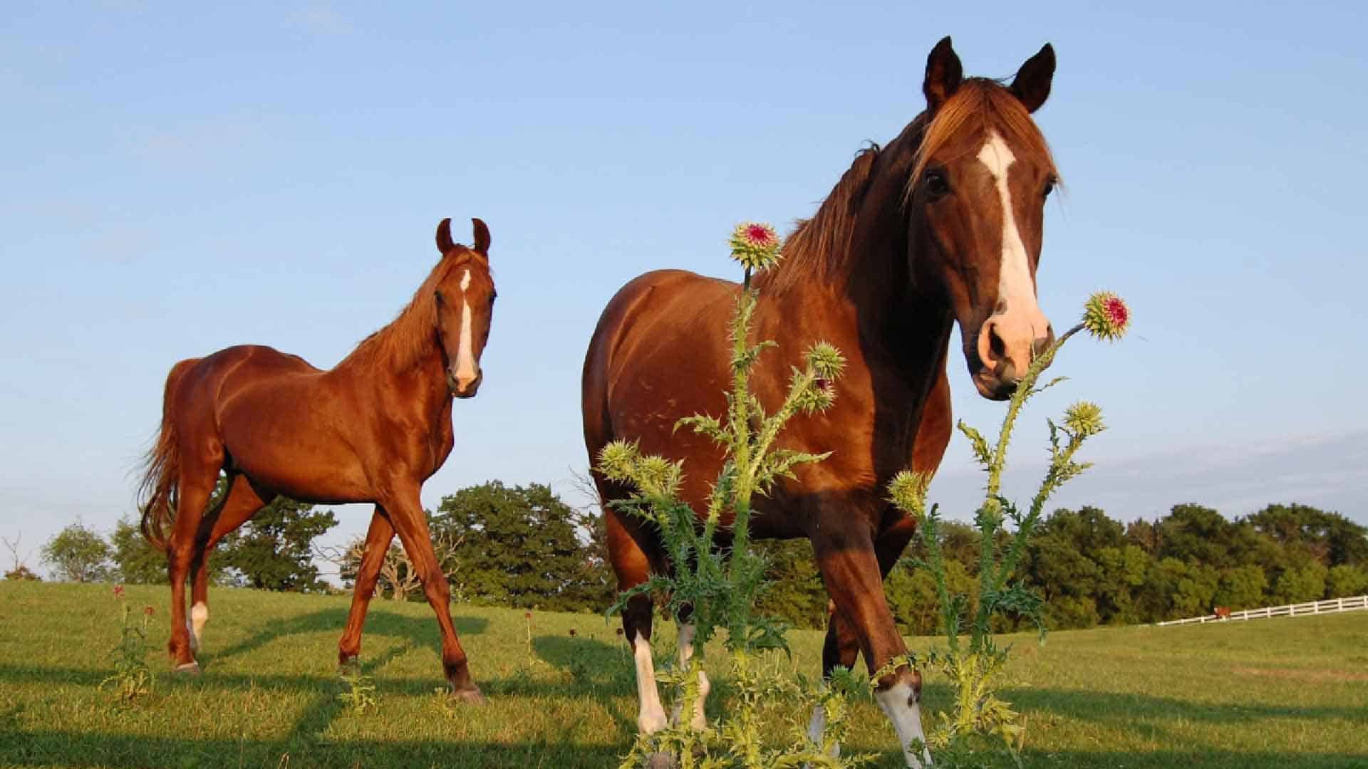 Horses walking in a horse pasture passing a weed.