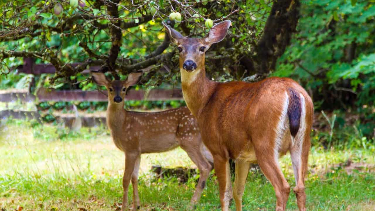 Protect your trees from deer