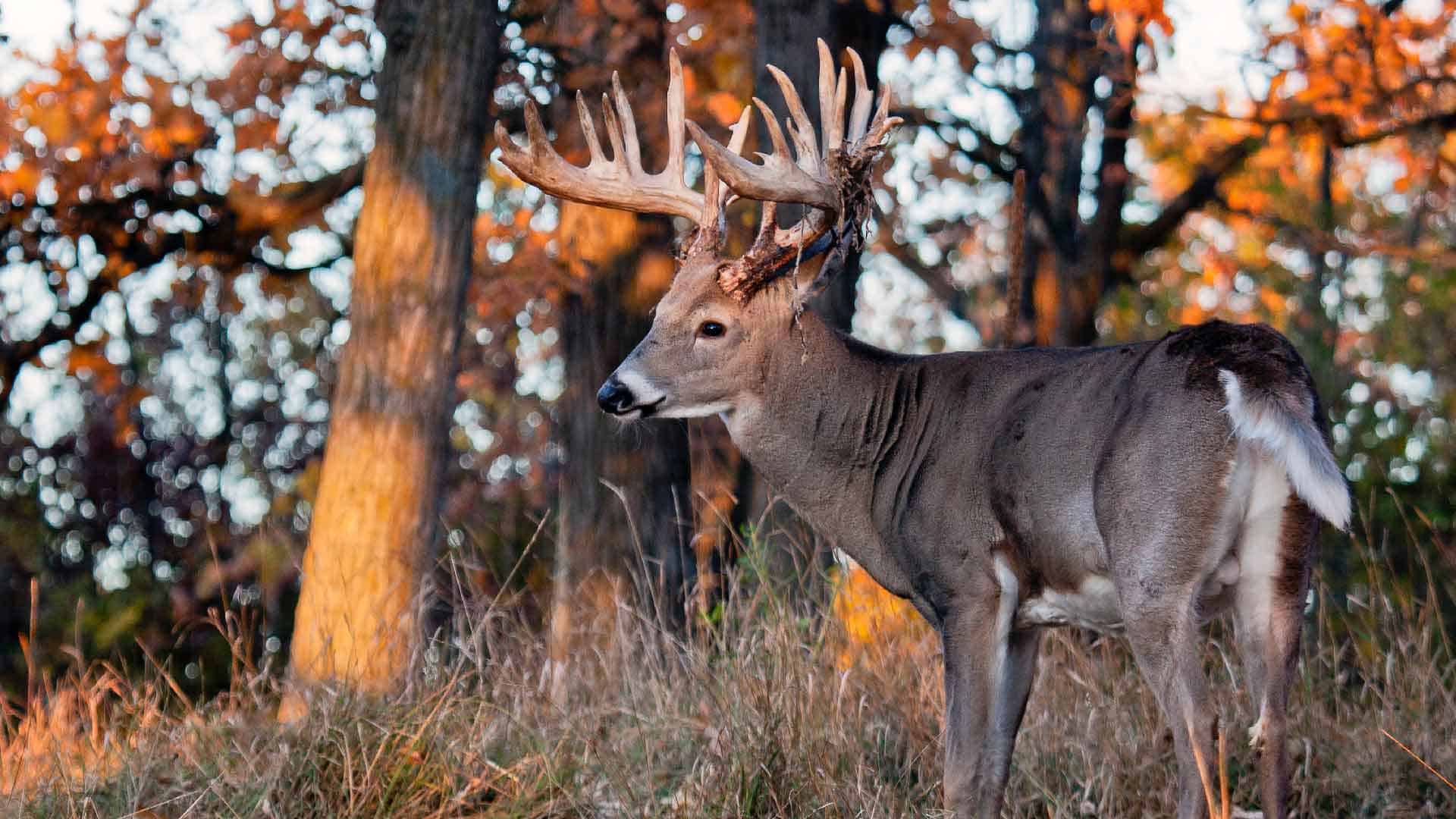 The best way to protect trees from deer is prevention.