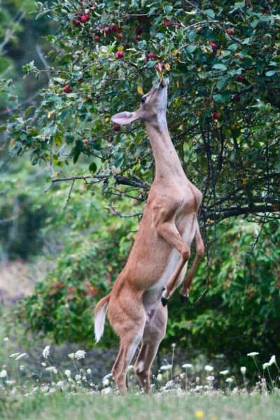 Utilizing deer resistant trees and shrubs can help mitigate damage.