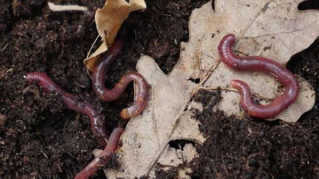 Earthworms in the dirt with leaves