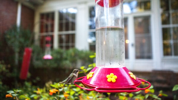 Hummingbird feeding at feeder