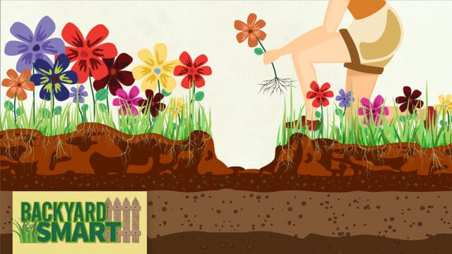 Get Started:Transplanting your outdoor plants