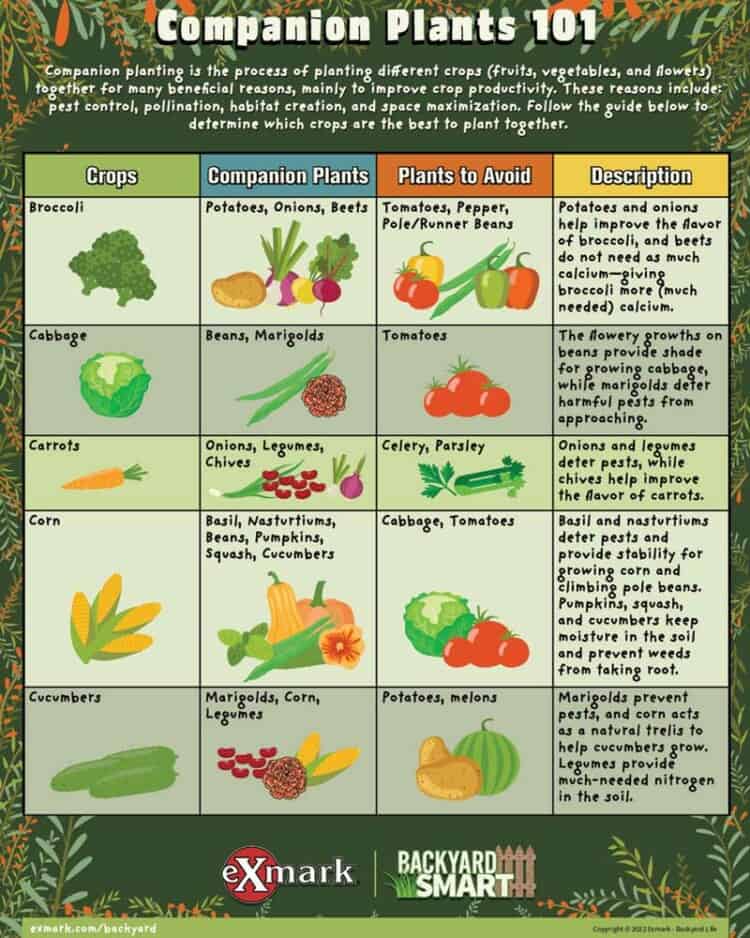 Get Started with Vegetable Companion Planting - Exmark's Backyard Life